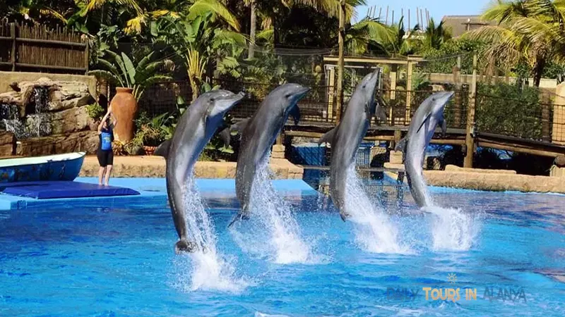 Шоу Дельфинов в Алании image 1