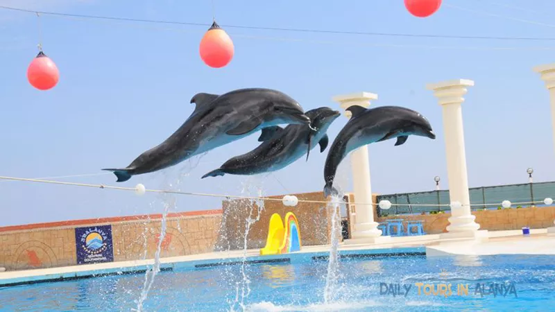 Alanya Dolphin Show  image 0