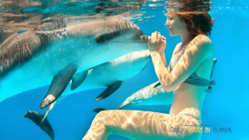 Плавание с Дельфинами в Алании image 10
