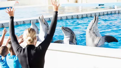 Плавание с Дельфинами в Алании 2