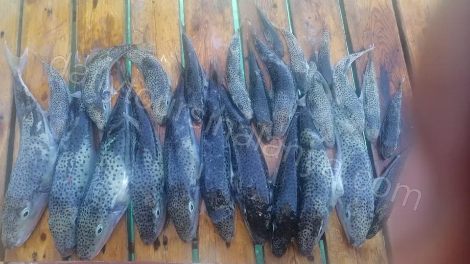 Alanya Snorkling och Fiske photo 11