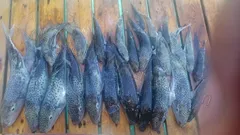 Alanya Snorkling och Fiske nav photo 11