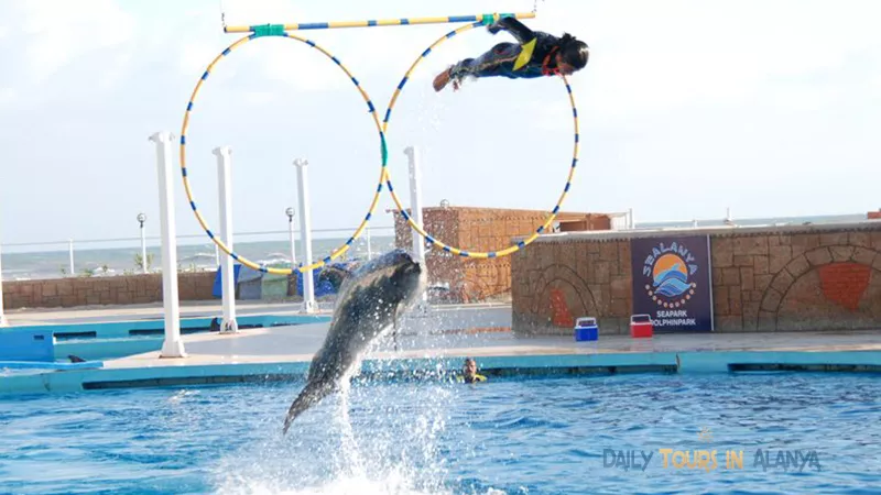Alanya Dolphin Show  image 3