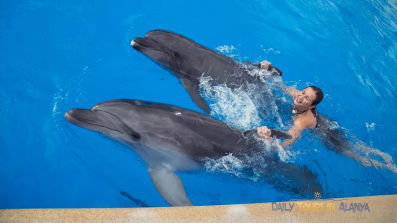 Swim with dolphins in Alanya image 3