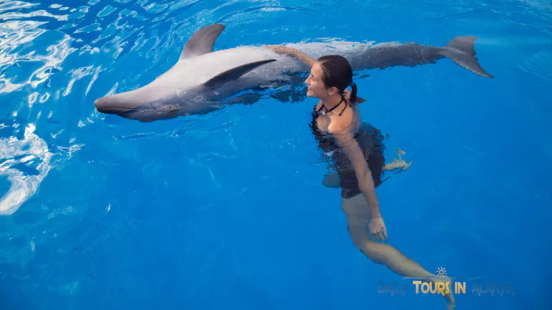 Swim with dolphins in Alanya image 4