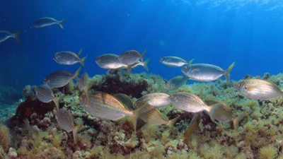 Snorkeling in Alanya with Fishing 2