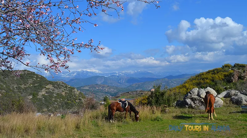 Alanya Horse Riding image 2