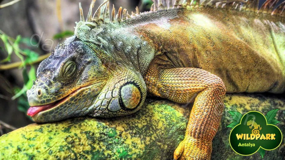 Antalya Aquarium Tour From Alanya photo 11