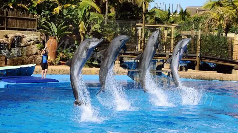 Alanya Dolphin Show Tour photo 9