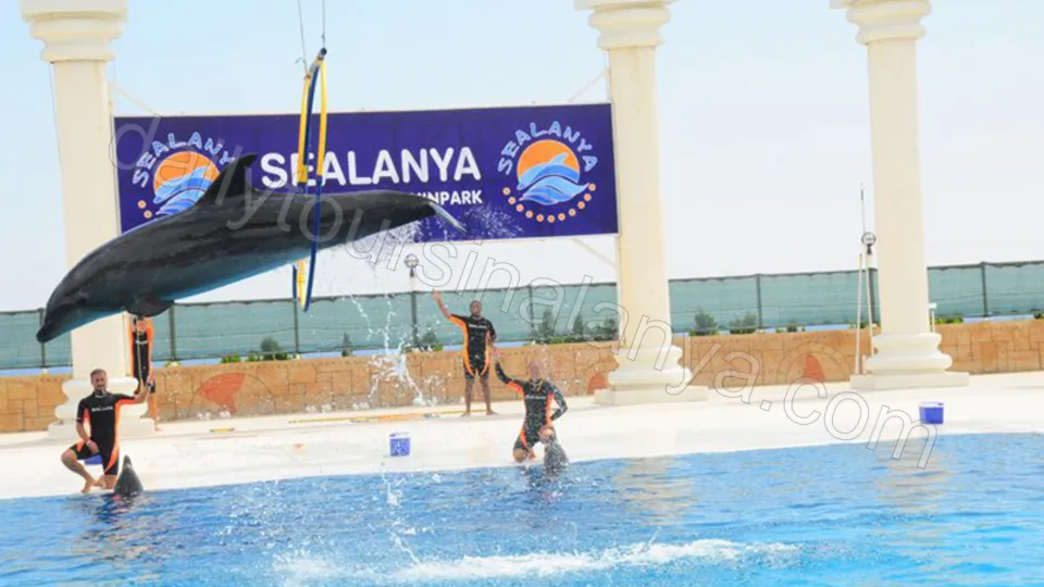 Alanya Dolphin Show Tour photo 2
