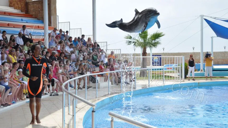 Alanya Dolphin Show Tour photo 4