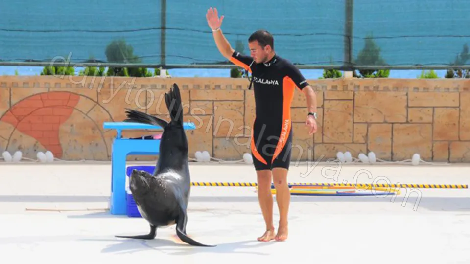 Alanya Dolphin Show Tour photo 5