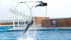 Alanya Dolphin Show Tour nav photo 11
