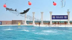 Alanya Dolphin Show Tour nav photo 12