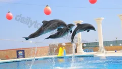 Alanya Dolphin Show Tour nav photo 0