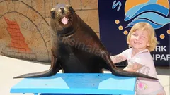 Alanya Dolphin Show Tour nav photo 8