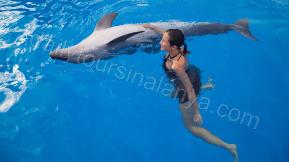 Simma Med Delfiner I Alanya photo 3