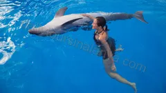 Simma Med Delfiner I Alanya nav photo 3