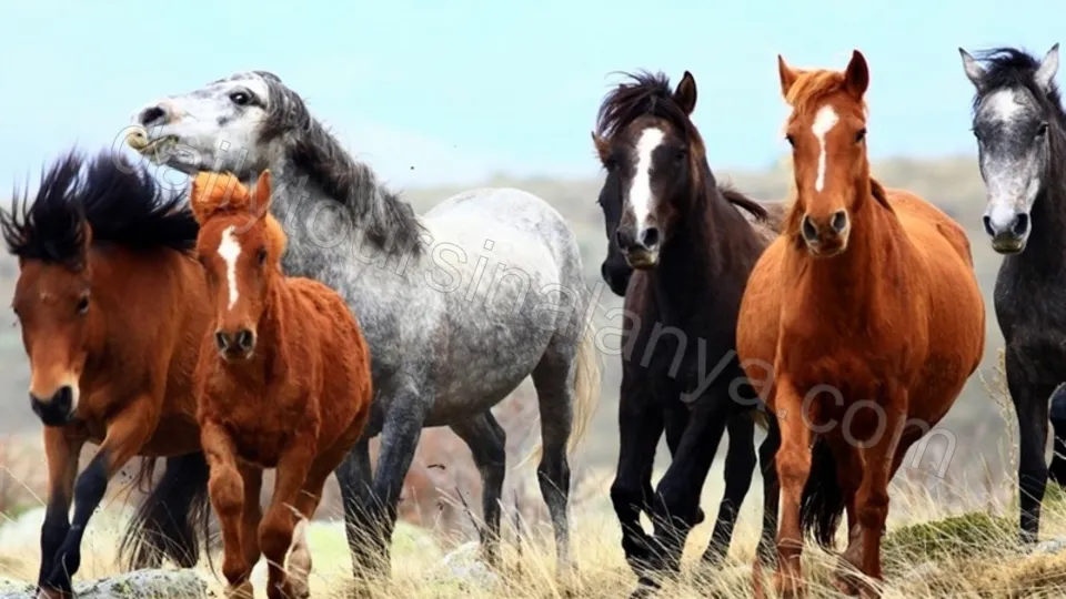 Alanya Altinbesik Cave Tour photo 17