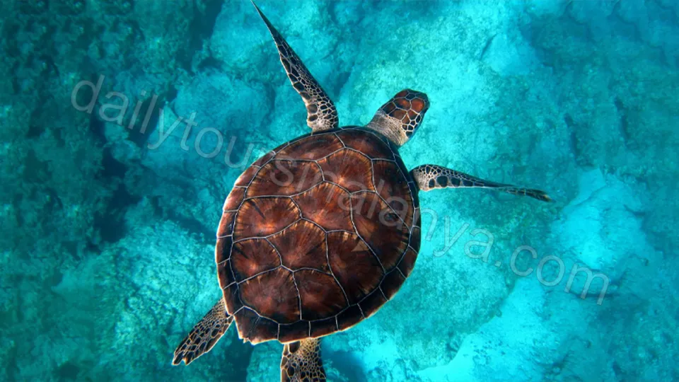 Starcraft båttur i Alanya photo 16