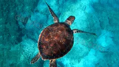 Starcraft båttur i Alanya nav photo 16