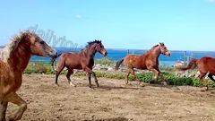 Ridning i Alanya nav photo 2