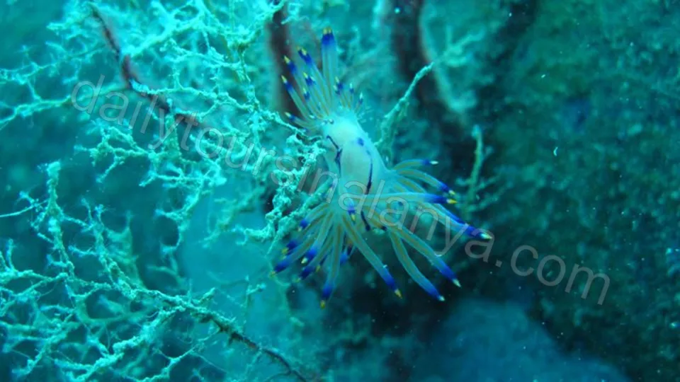 Suluada Ön Båttur Från Alanya photo 2