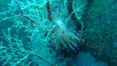 Suluada Ön Båttur Från Alanya nav photo 2