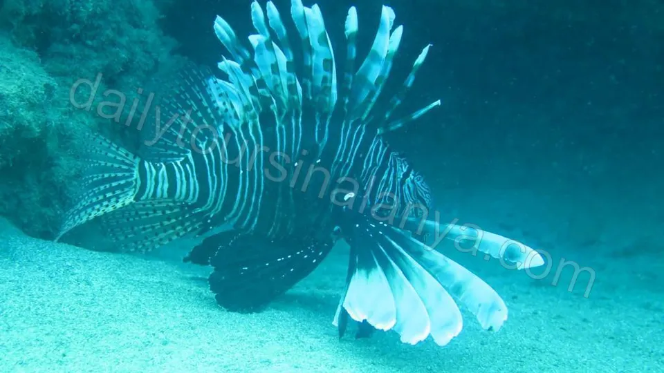 Dykking i Alanya photo 14