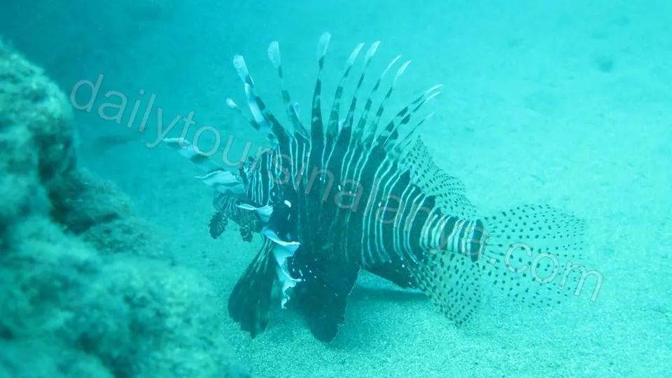 Dykking i Alanya photo 19