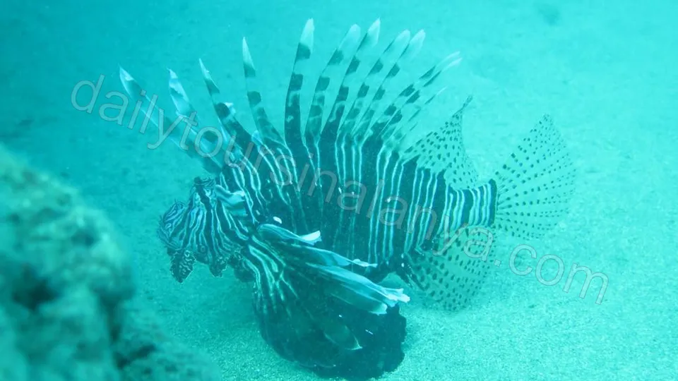 Dykking i Alanya photo 8