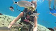 Dykking i Alanya nav photo 15