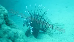 Dykking i Alanya nav photo 19