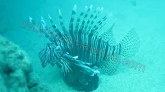 Dykking i Alanya nav photo 8