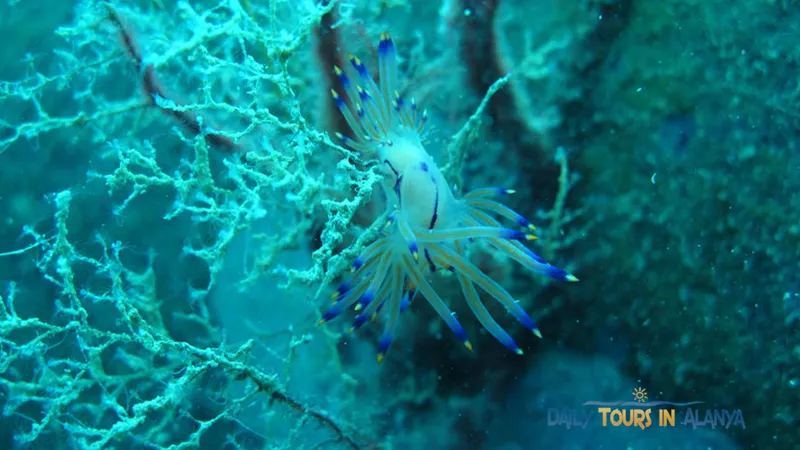 Alanya Suluada Island Boat Tour image 13