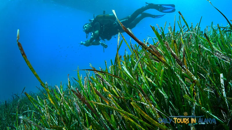 Alanya Tüplü Dalış image 10