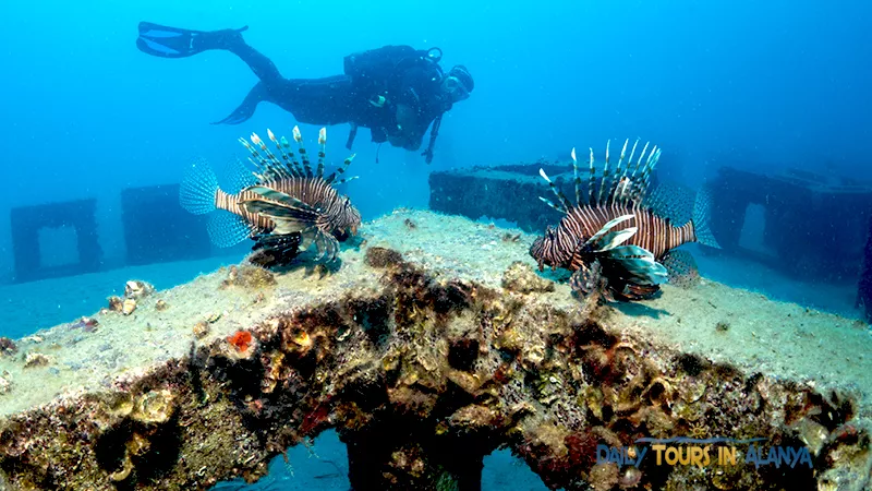 Alanya Tüplü Dalış image 13