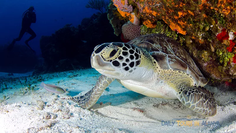 Alanya Diving image 16