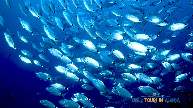 Alanya Diving image 8