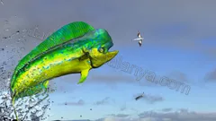 Gruppfiske i Alanya nav photo 0