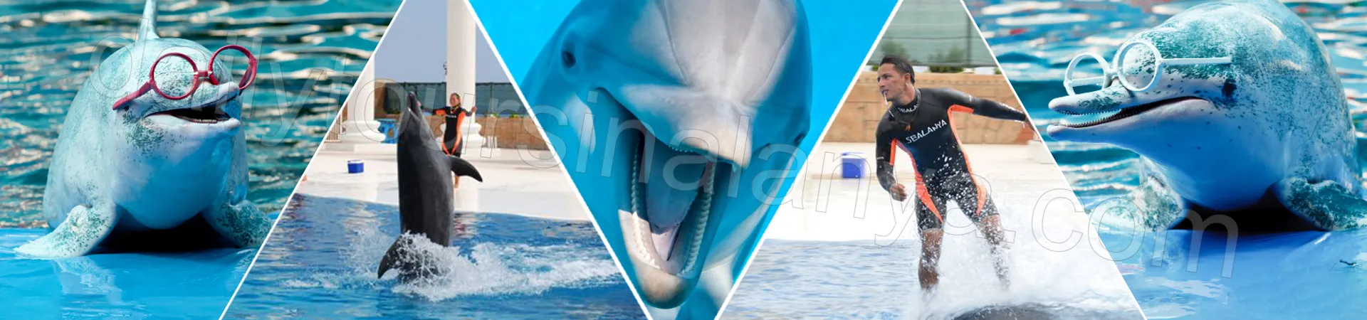 Alanya Dolphin Show 