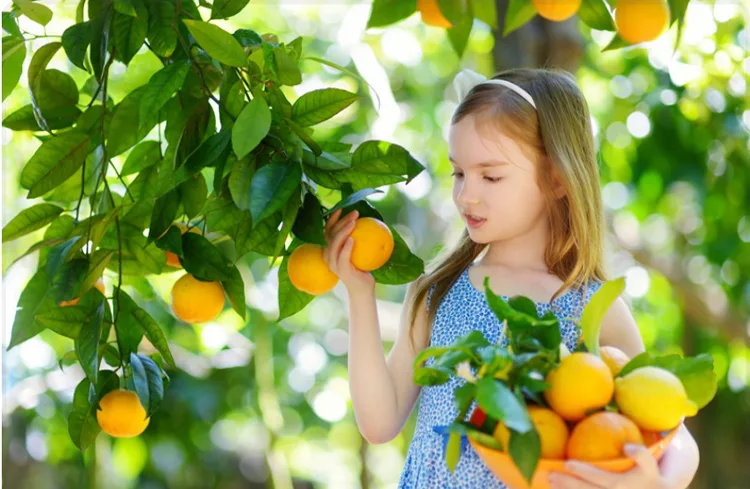 Little girl picking fruit from the orange orchard