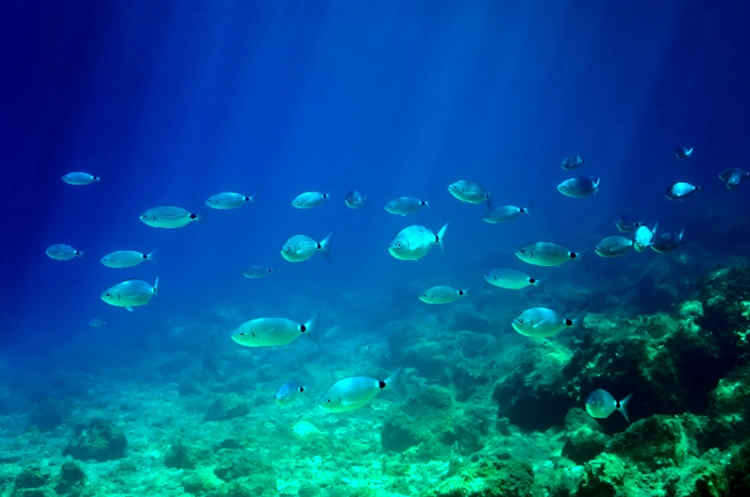 Melanuria fishes