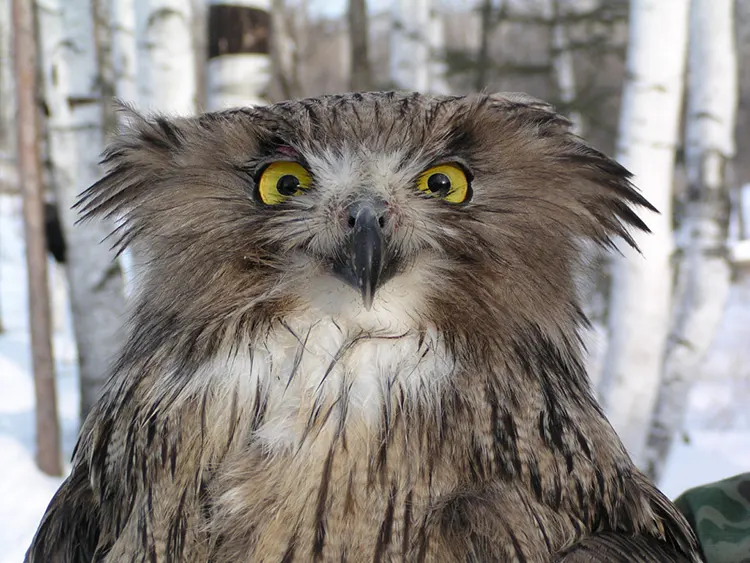 endangered fish owl